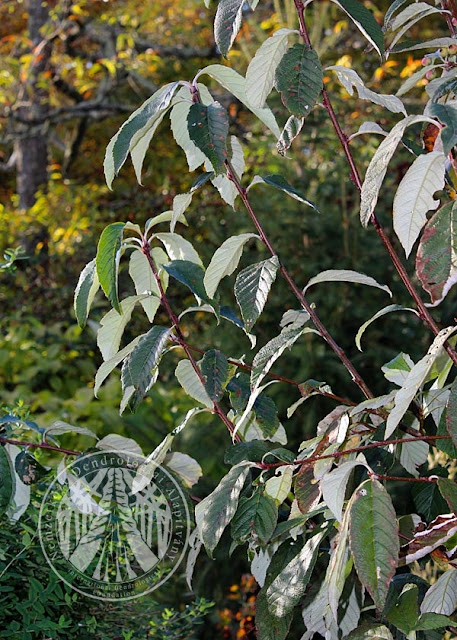 Рябина Амбрози / Рябина корончатая (Sorbus ambrozyana, =Sorbus coronata)