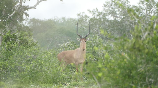 População do raro antílope hirola continua a diminuir