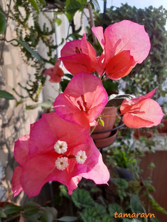 Бугенвиллия (Bougainvillea)