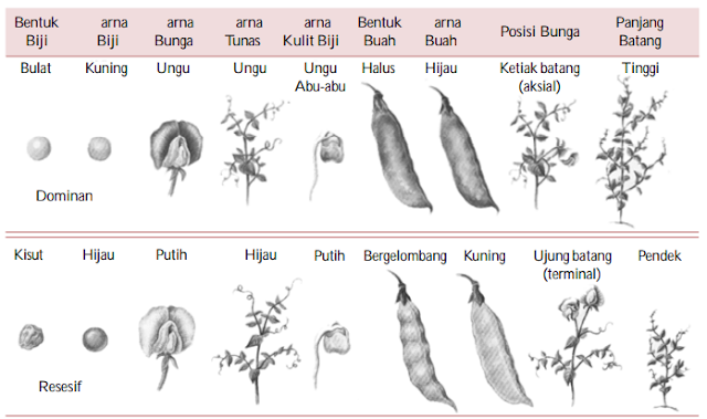 Pola Pewarisan Sifat