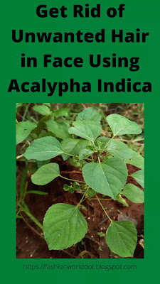 Acalypha indica