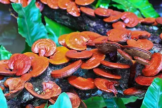 Ganoderma Mushroom Products in Sanaa.