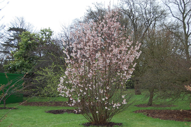 Вишня курильская (Prunus kurilensis, =Cerasus kurilensis, =Prunus nipponica var. kurilensis)