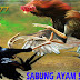 SITUS SV388 SEDIAKAN PROMO BONUS SABUNG AYAM TERBESAR