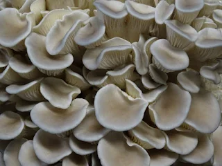 Mushroom cultivation.