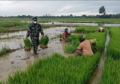 Percepat Masa Tanam, Babinsa Posramil 05/Pante Ceureumin Bantu Petani Cabut Benih Padi