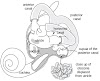 The Different Types Of Vertigo And Treatments