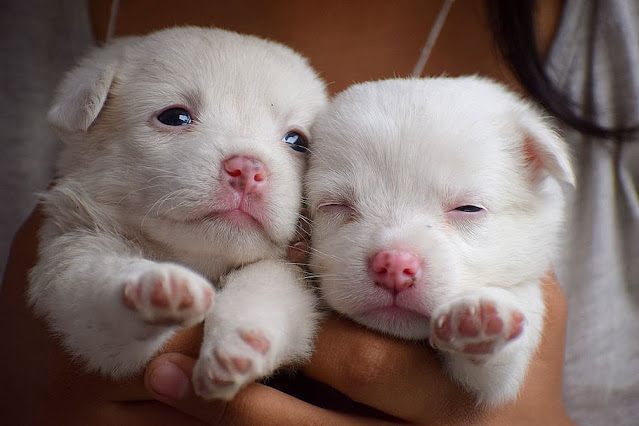 When Can You Handle Newborn Puppies ?