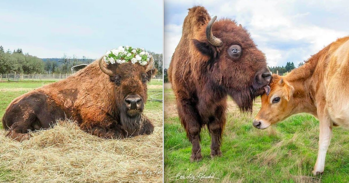 Blind Bison At Animal Sanctuary Has Her Life Changed After Adopting A Cow-Calf