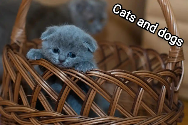 10 Unexpected Ways Funny Cats Can Make Your Life Better.
