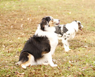 Lily and Teenie our Australian Shepherd girls