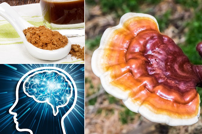 Ganoderma Mushroom Products in Lusaka | MycoNutra® Ganoderma | MycoNutra® reishi mushroom products   