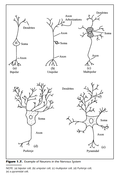 Example of Neurons in the Nervous System