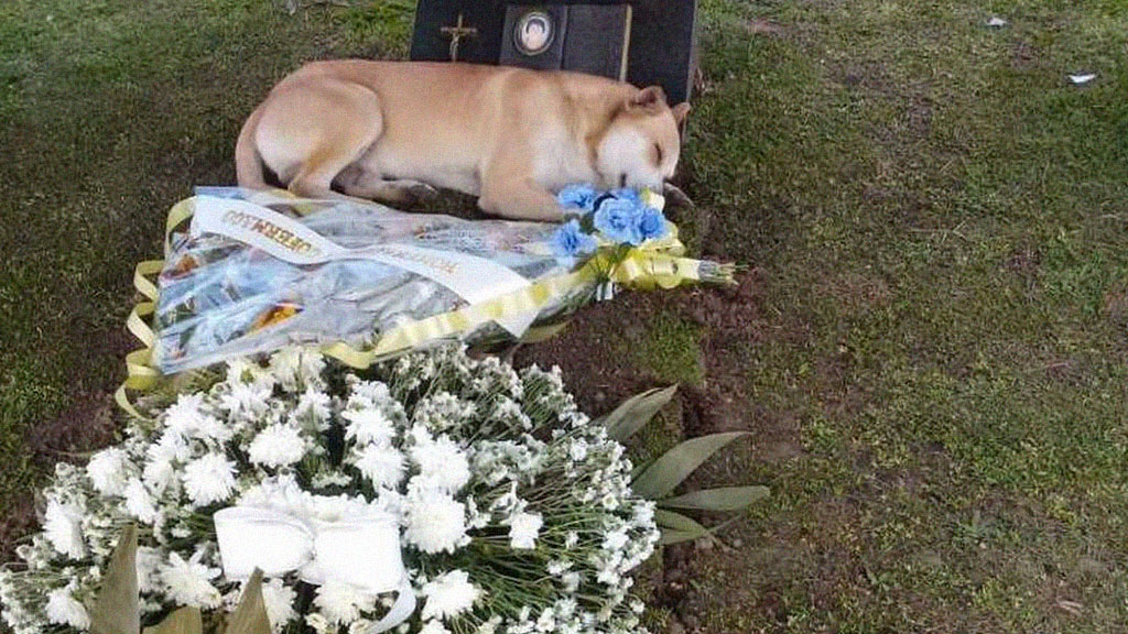 Cachorro acompanha velório e deita em túmulo de idoso em SC