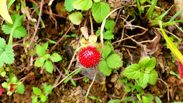 Potentilla indica