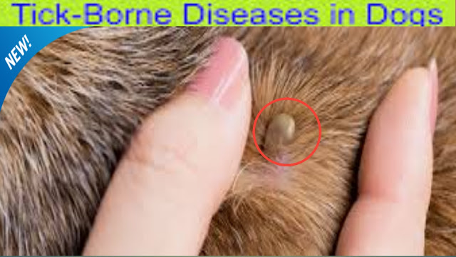 tick-borne-diseases-in-dogs,tick borne diseases in dogs,what do you know about tick borne diseases in dogs,tick borne diseases in dogs treatment, treatment of tick borne diseases in dogs