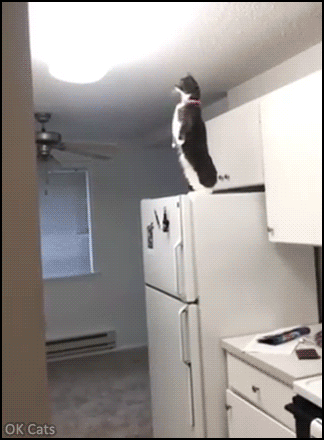 Funny Cat GIF • Penguin cat standing up on top of the fridge spying on neighbors! [gif-ok-cats.com]