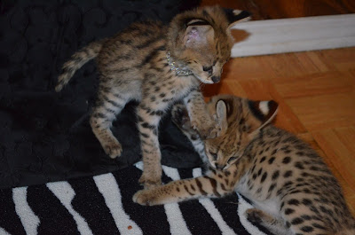 serval kittens for sale near me,serval cat for adoption,serval cat for sale craigslist,cats for sale in kuwait ,serval cats for sale in saud arabia