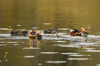 Wildlifefotografie Schloss Petzow Haussee Mandarinente