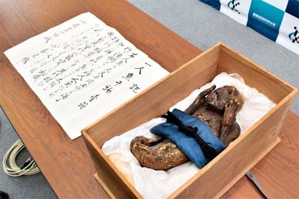 El impresionante video de la momia de una sirena que tiene en shock a todo Japón