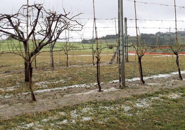 Coldiretti, maltempo: campagne devastate, sale il conto dei danni