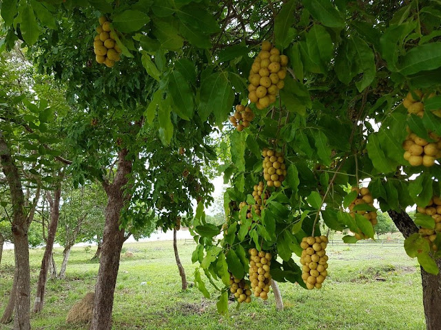 Pitomba Plantas Nativas