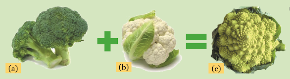 Gambar (a) Tanaman Brokoli, (b) Tanaman Kol, (c) Tanaman Broccoflower