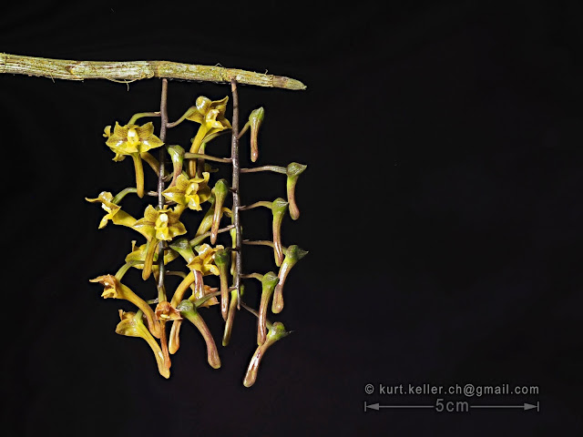 Dendrobium panduriferum