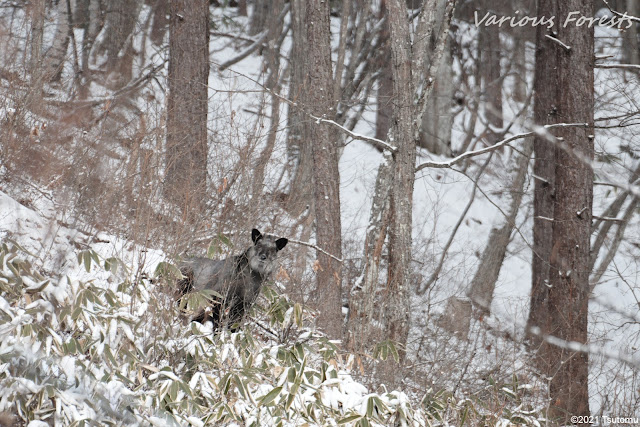 Japanese serow in snow