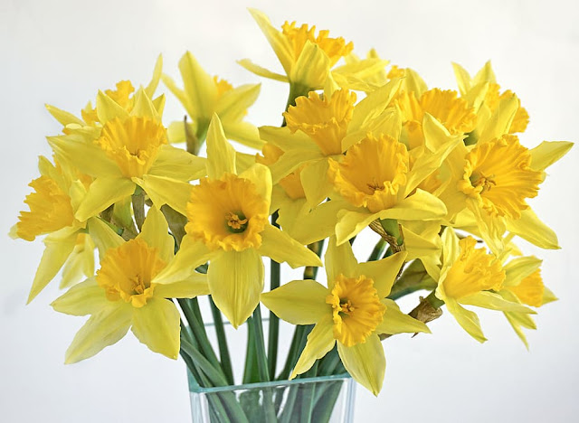 Daffodil Care Tips
