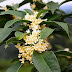 Osmanthus: Si Mungil Harum Penanda Musim Gugur 