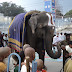Temple Elephant at Tirumala