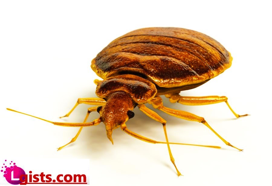 how big are bedbugs