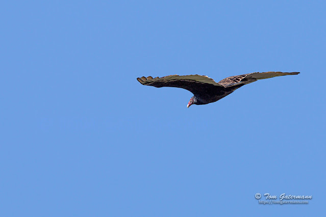 A turkey vulture sores through the sky above Lake Ontario