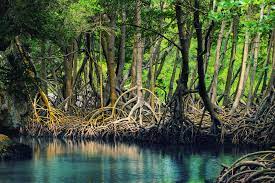 Upaya Restorasi Mangrove Sering Gagal? Ini Sebabnya