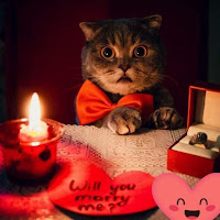 San Valentín gatuno