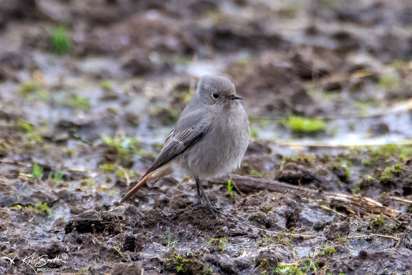 Black redstart