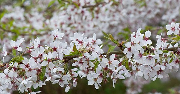 Prunus 'Tsubame'