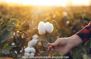 Cotton fiber