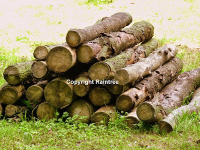 stack of wood logs