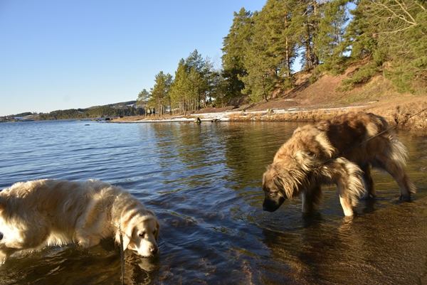 golden retriever leonberger rytterager