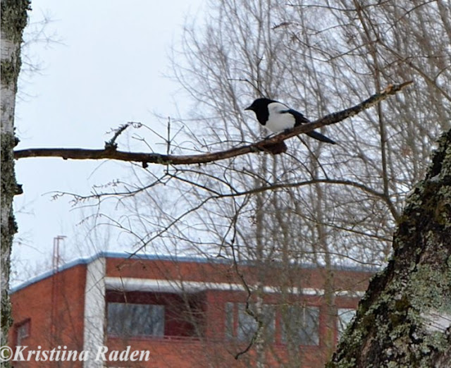 Magpie in the tree