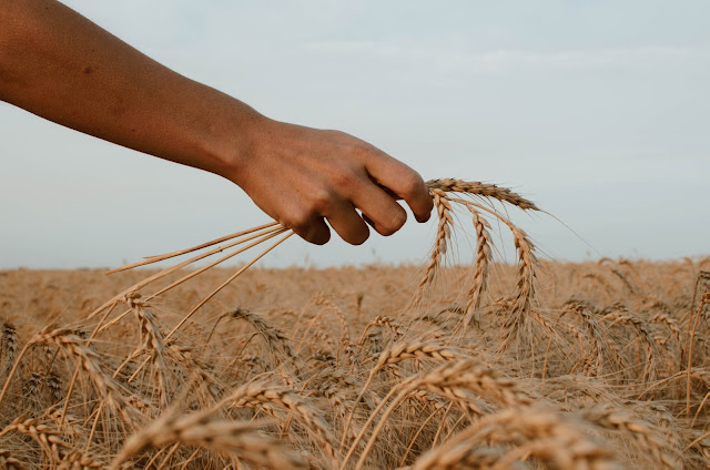 ماهو الدابوق (الغلوتين)  وما علاقته بالقولون العصبي وغيرها من الأمراض؟