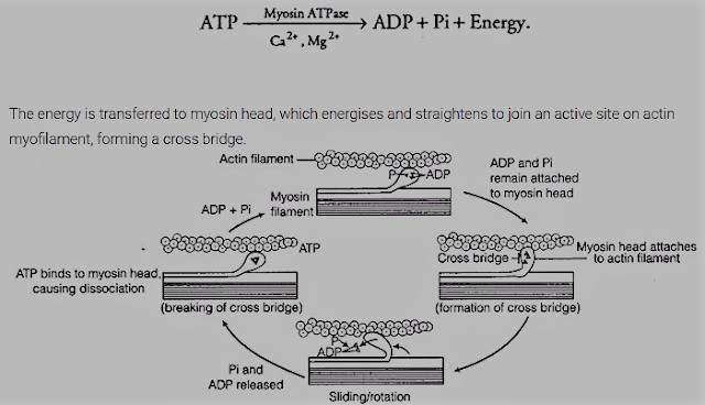 Formation of Cross-Bridge