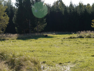 Hirschwiese im Forstenrieder Park