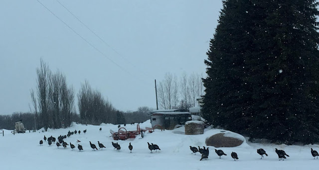 omg where will this end?... a convoy of Turkeys protesting thanksgiving is headed to Ottawa