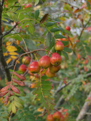 Рябина домашняя (Sorbus domestica)