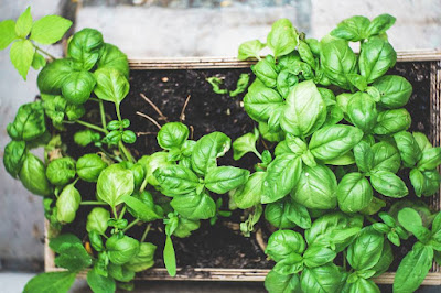 All About Herbs and Gardens