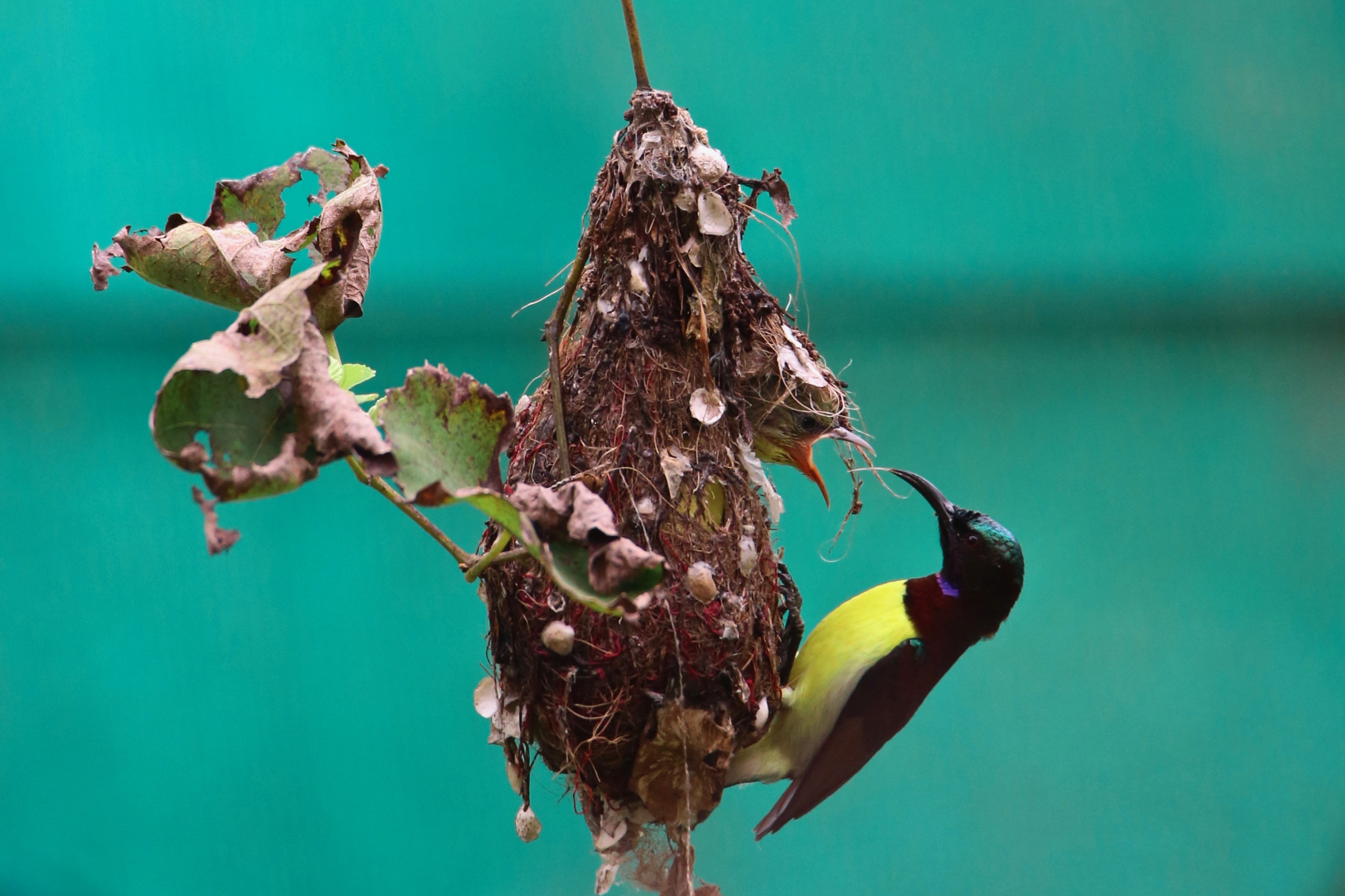 Purple-rumped sunbird male caring for the young, birds of India high resolution images free