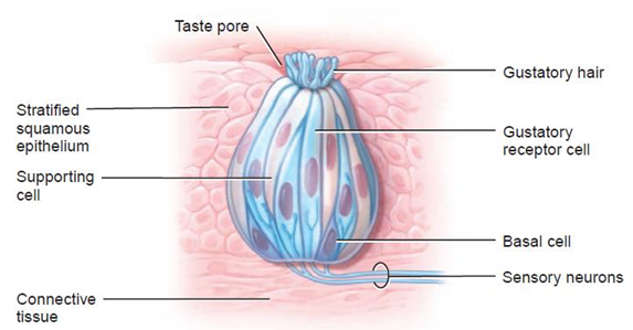 GUSTATION: SENSE OF TASTE - 1st Semester B. Pharma Notes Human Anatomy and Physiology 